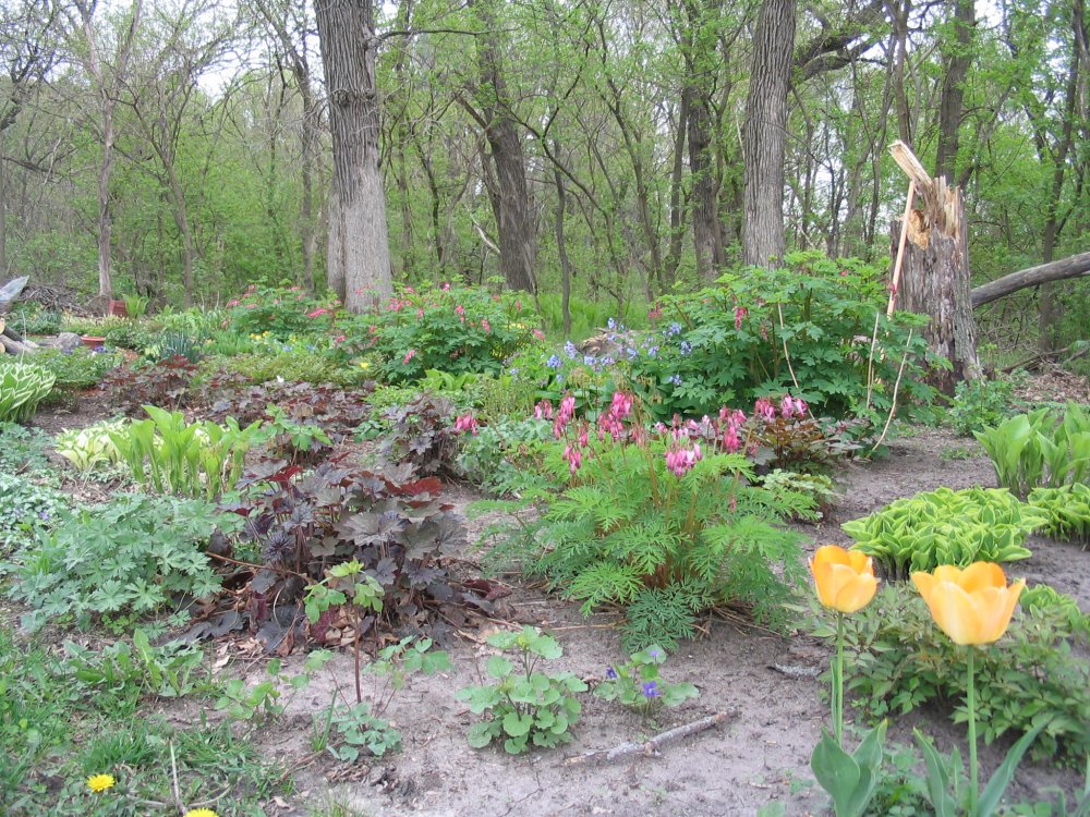 early spring shade bed2.JPG