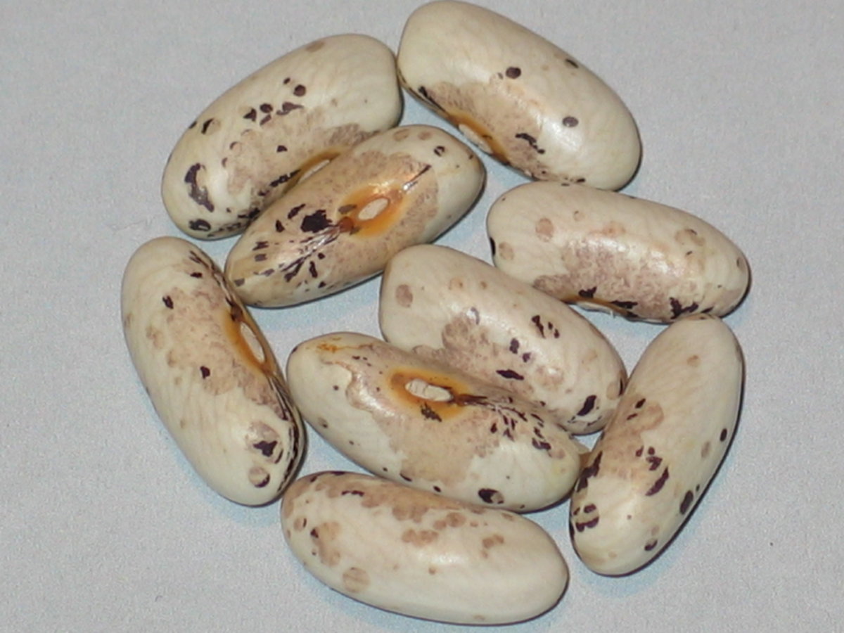 Early Stearns #1.jpg