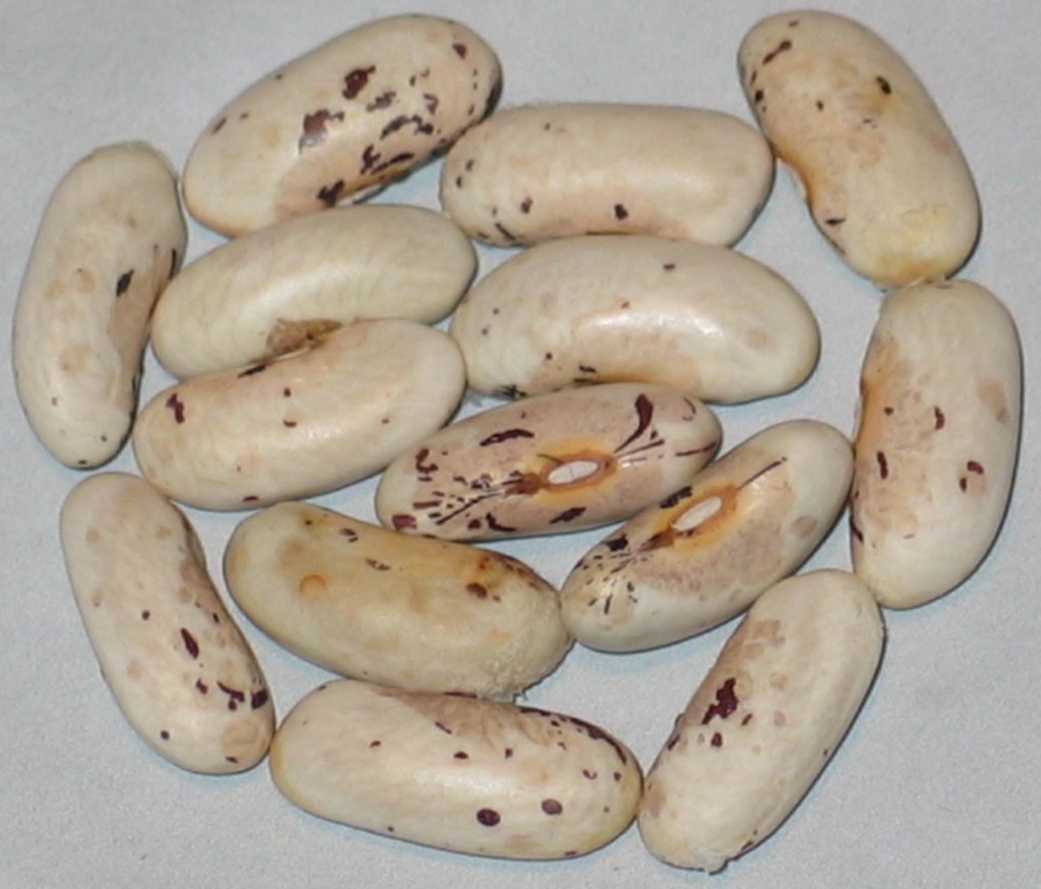 Early Stearns.jpg
