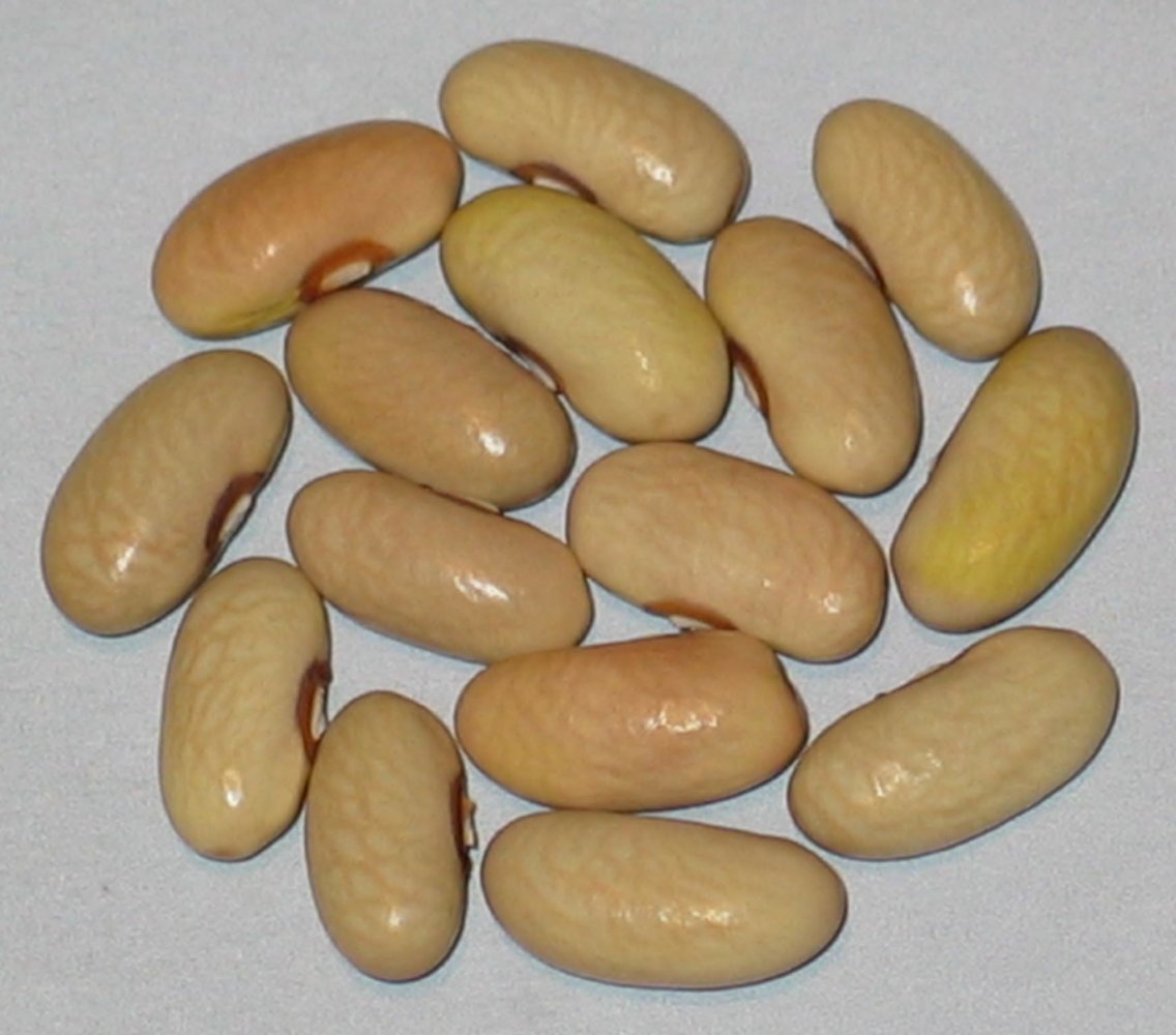 Early Yellow Six Weeks.jpg