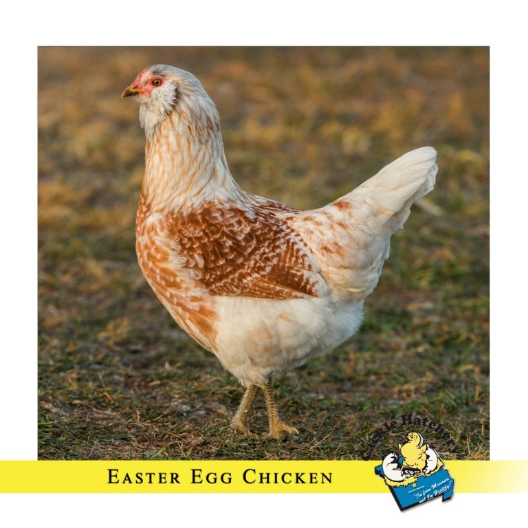 easter_egger_2.jpg
