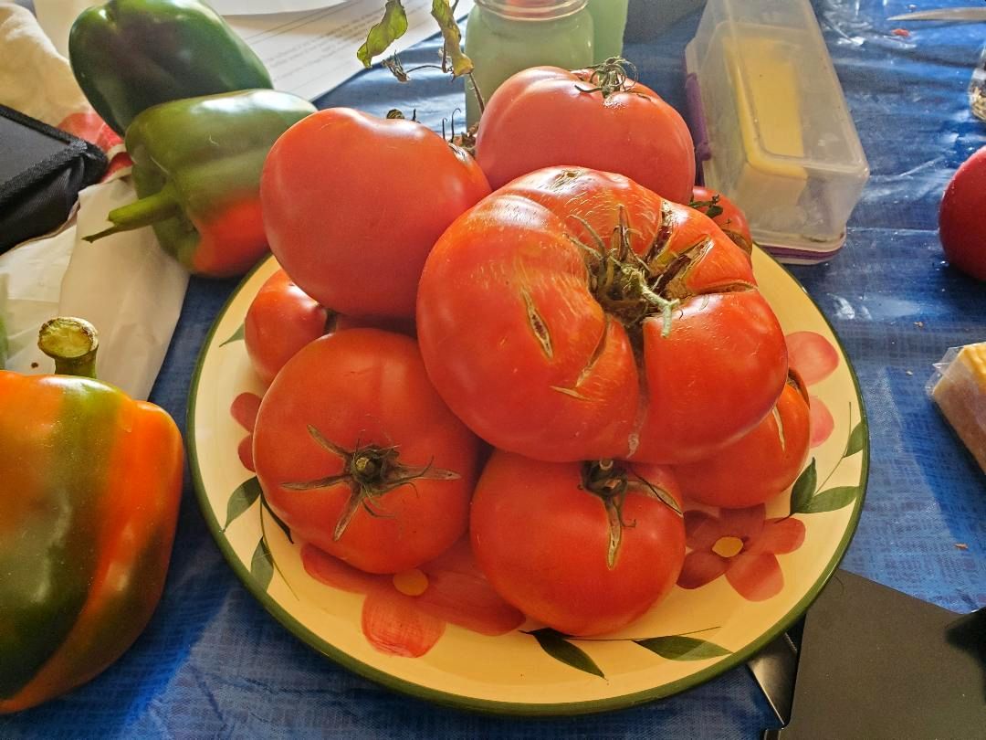 Eating tomatoes put aside for 10-15 and 10-16-22.jpg