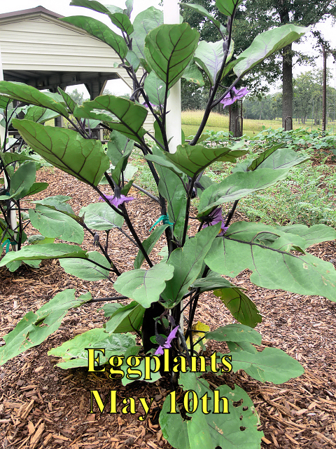 Eggplant_051017.jpg
