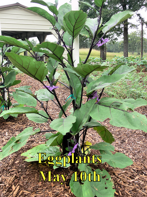 Eggplant_051017.jpg