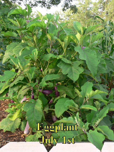 Eggplant_070114.jpg