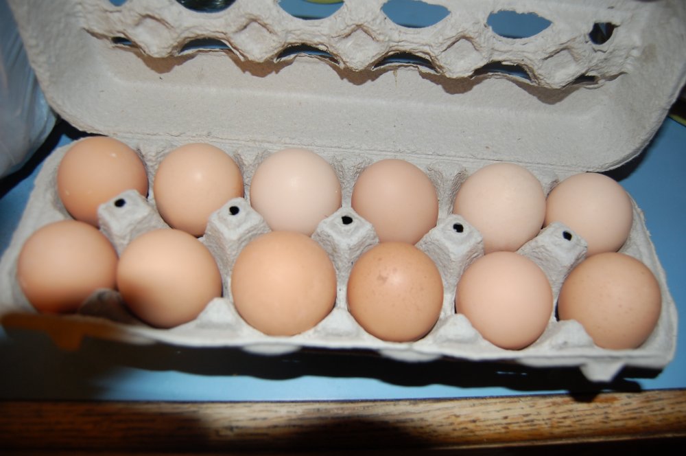 eggs 12:14.jpg
