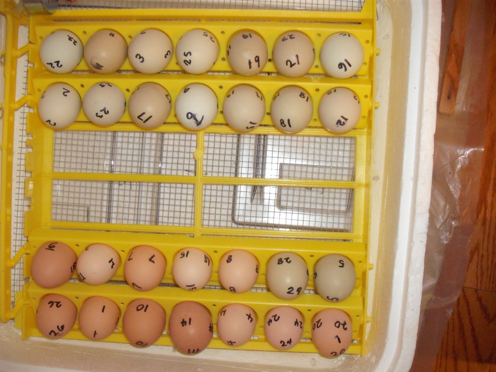 Eggs in Incubator.JPG