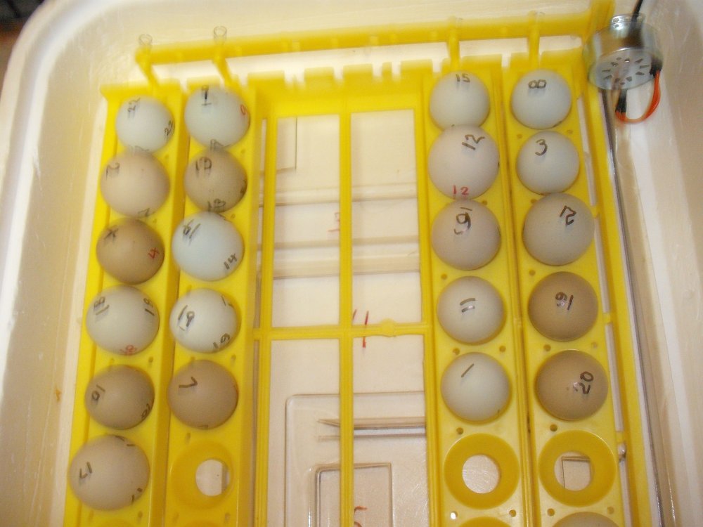 Eggs.JPG
