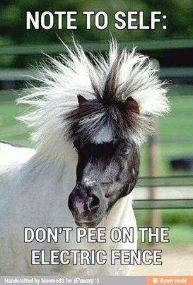 electirc fence pony.jpg