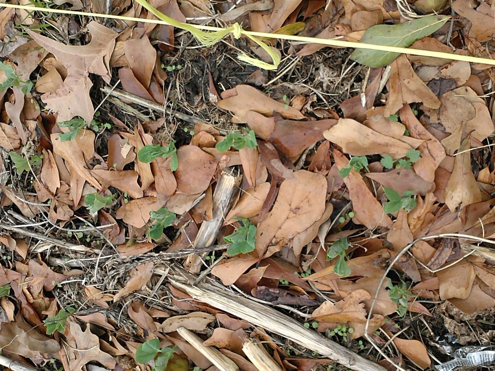 English pea 2-6-2014.jpg