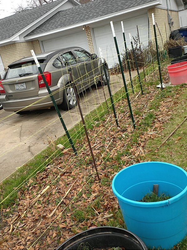 English peas 2-6-2014.jpg