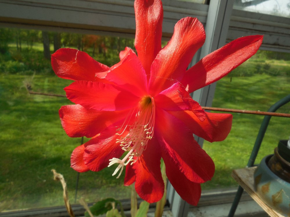 Epi in bloom2.JPG