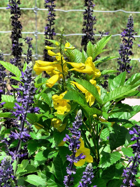 Esperanza_Salvia.jpg