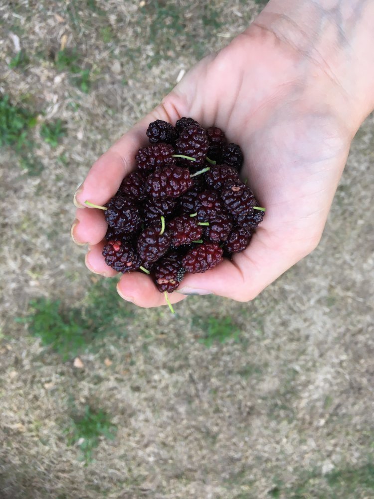 F07BB935-EDE8-4863-A8FB-A6ED89B98CDE.jpeg