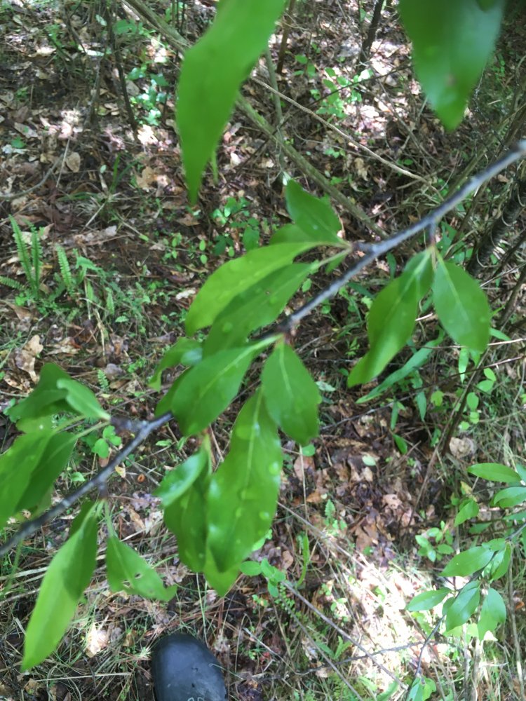F0823E1C-B767-41C7-B546-905E05FD316D.jpeg