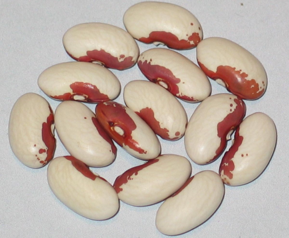 Fagiolo Cosaruciari Di Sicili.jpg
