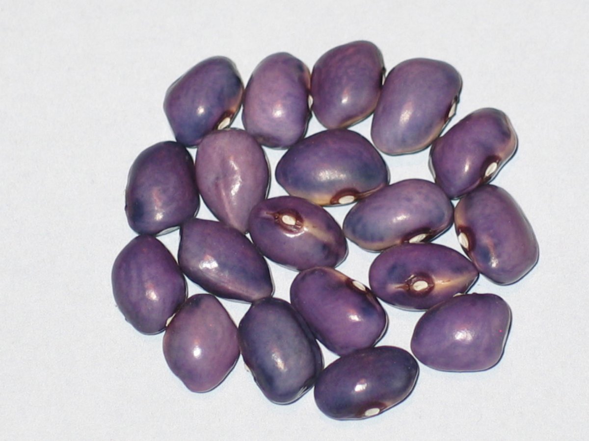 Fagiolo Viola Di Assiago #1.JPG