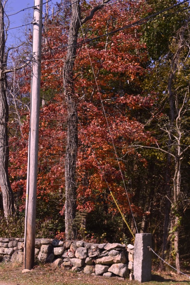fall tree teg.jpg