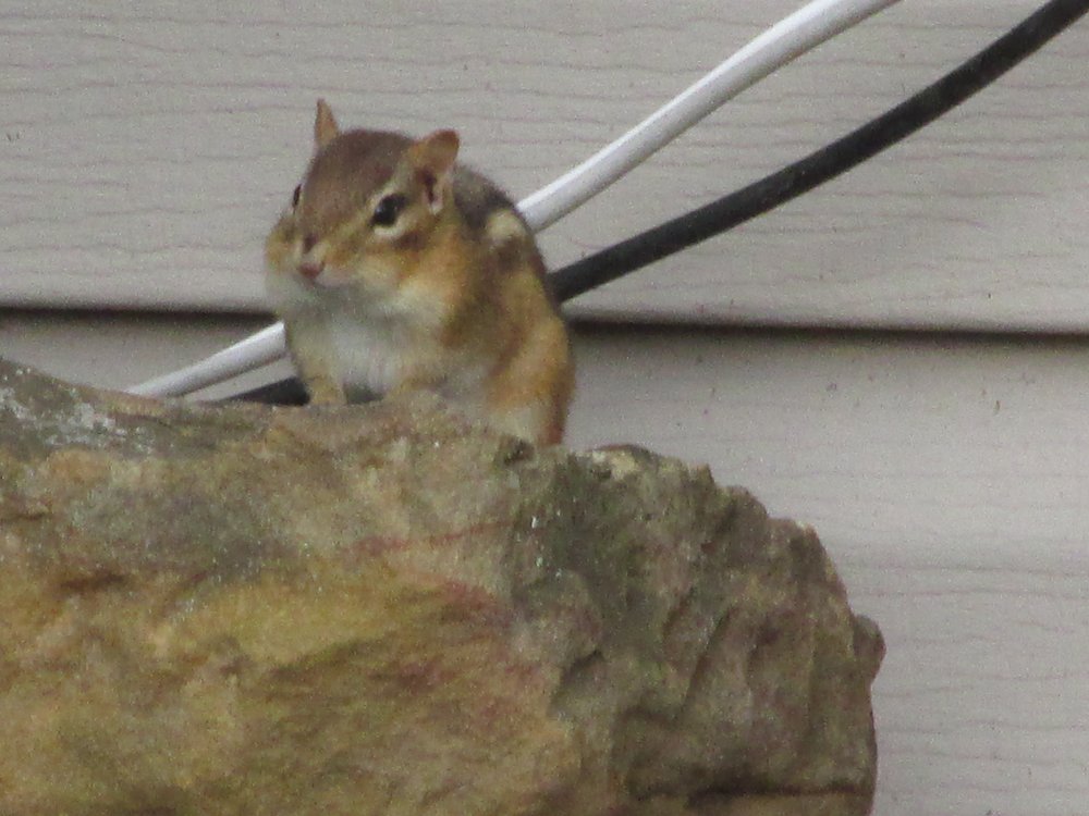 Farm Critters 2014-2015 002.JPG