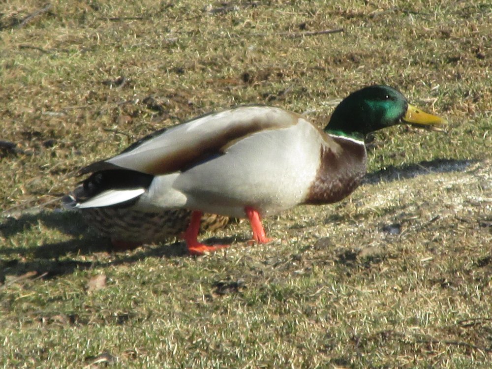 Farm Critters 2014-2015 010.JPG