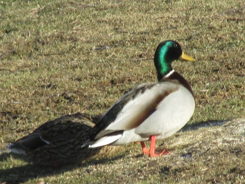 Farm Critters 2014-2015 019.JPG