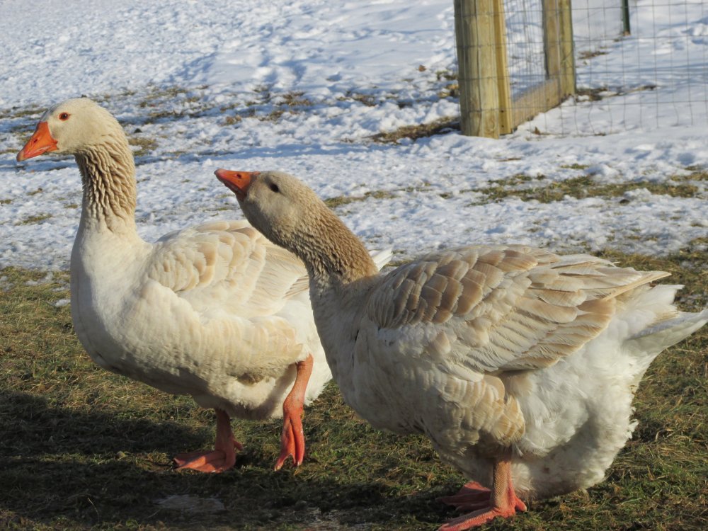 Farm Critters 2014-2015 027.JPG