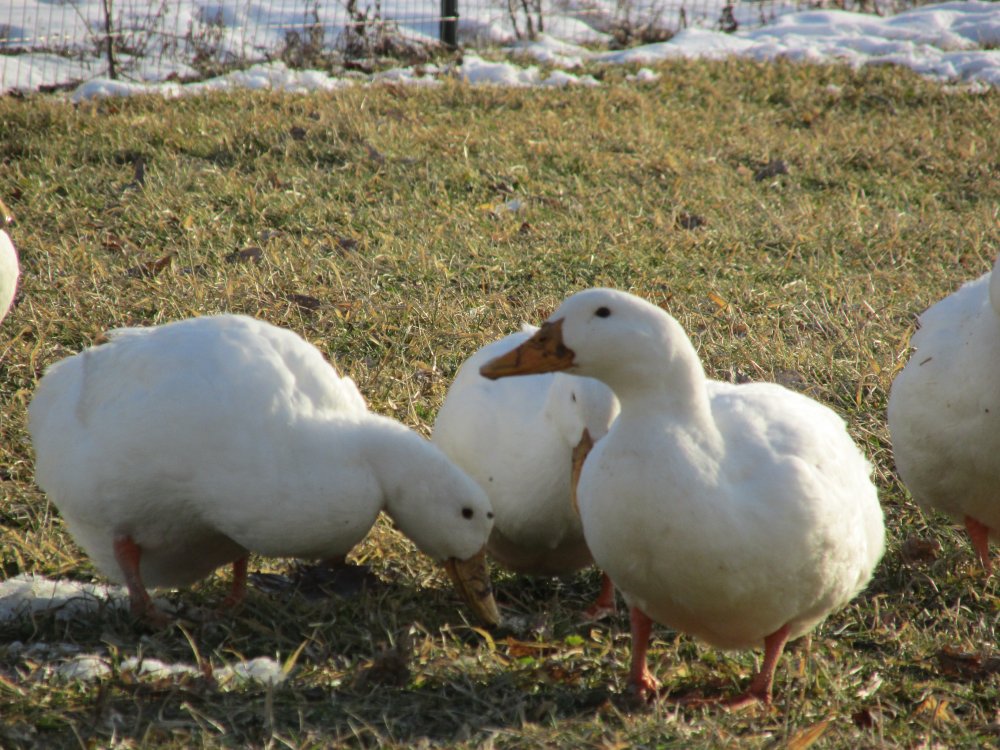 Farm Critters 2014-2015 031.JPG