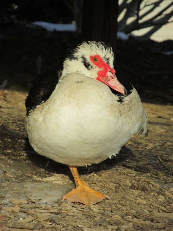Farm Critters 2014-2015 040.JPG