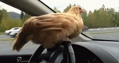 FARMER CONNIE BYC (26).gif