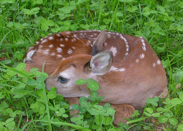 fawn.jpg