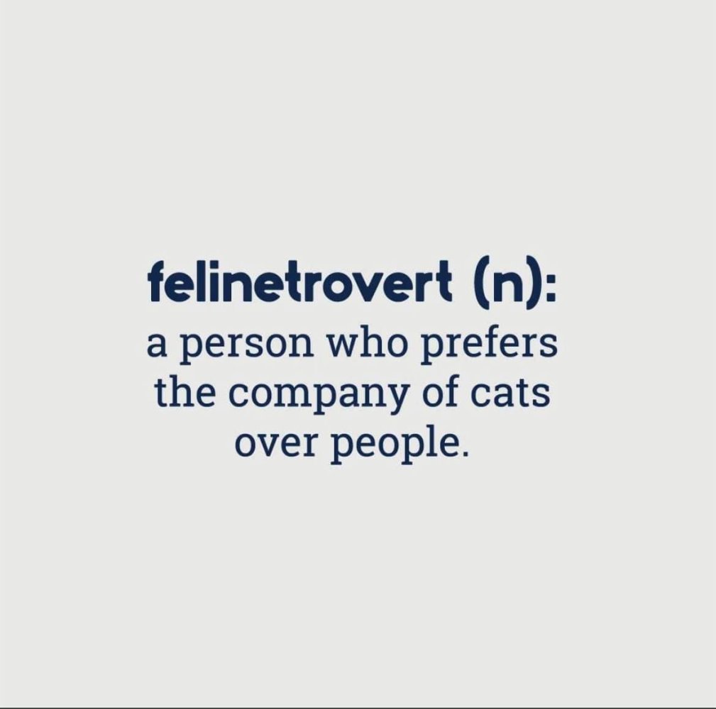 felinetrovert.jpg