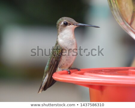 female-rubythroated-hummingbird-feeder-450w-1437586310.jpg