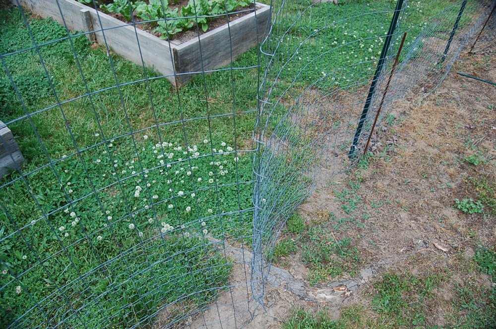 fence.JPG