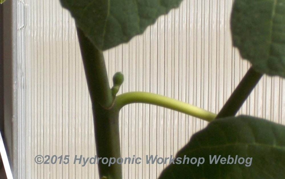 fig.jpg