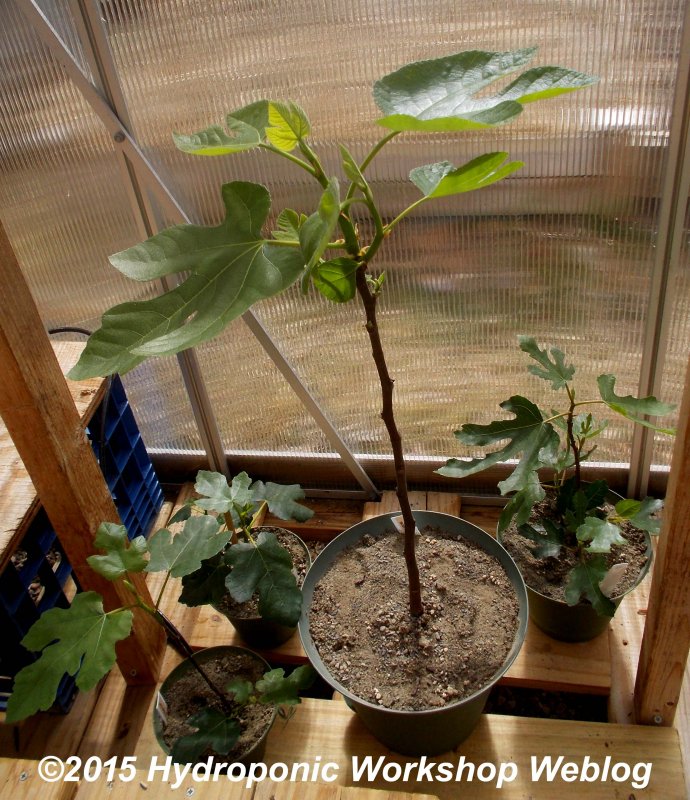 figs.jpg