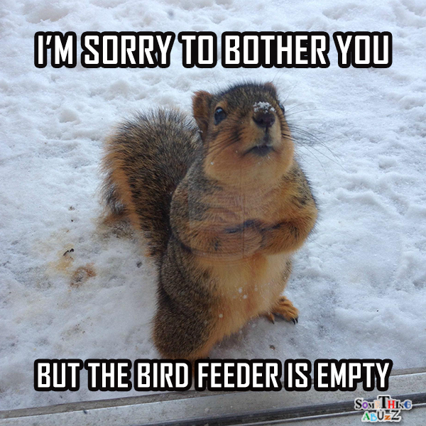 fill the feeder.png