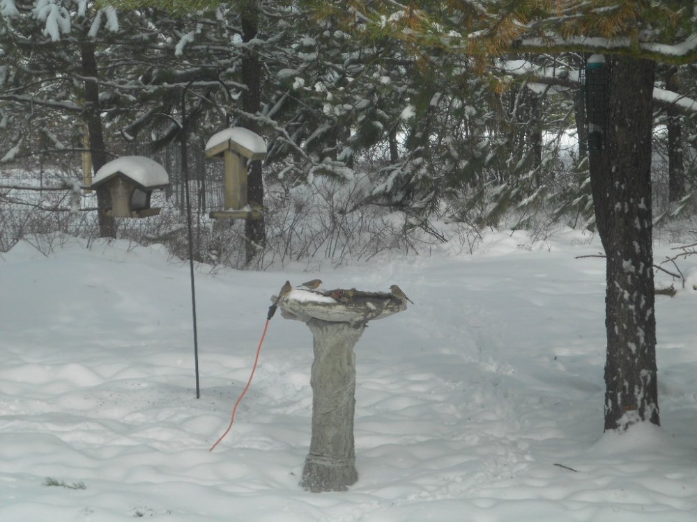 finches splashing in bird bath 2.14 003.JPG