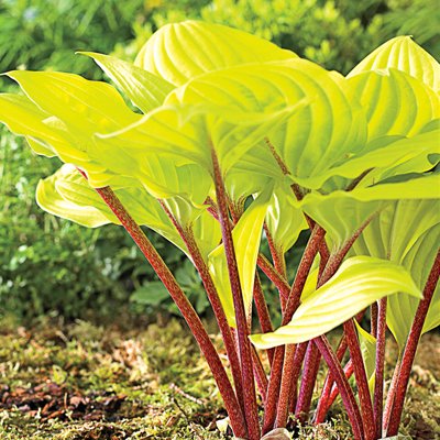 fire-island-hosta.jpg