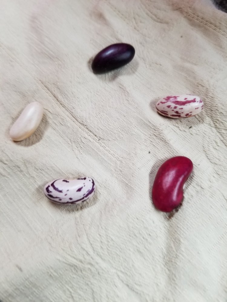First Beans.jpg