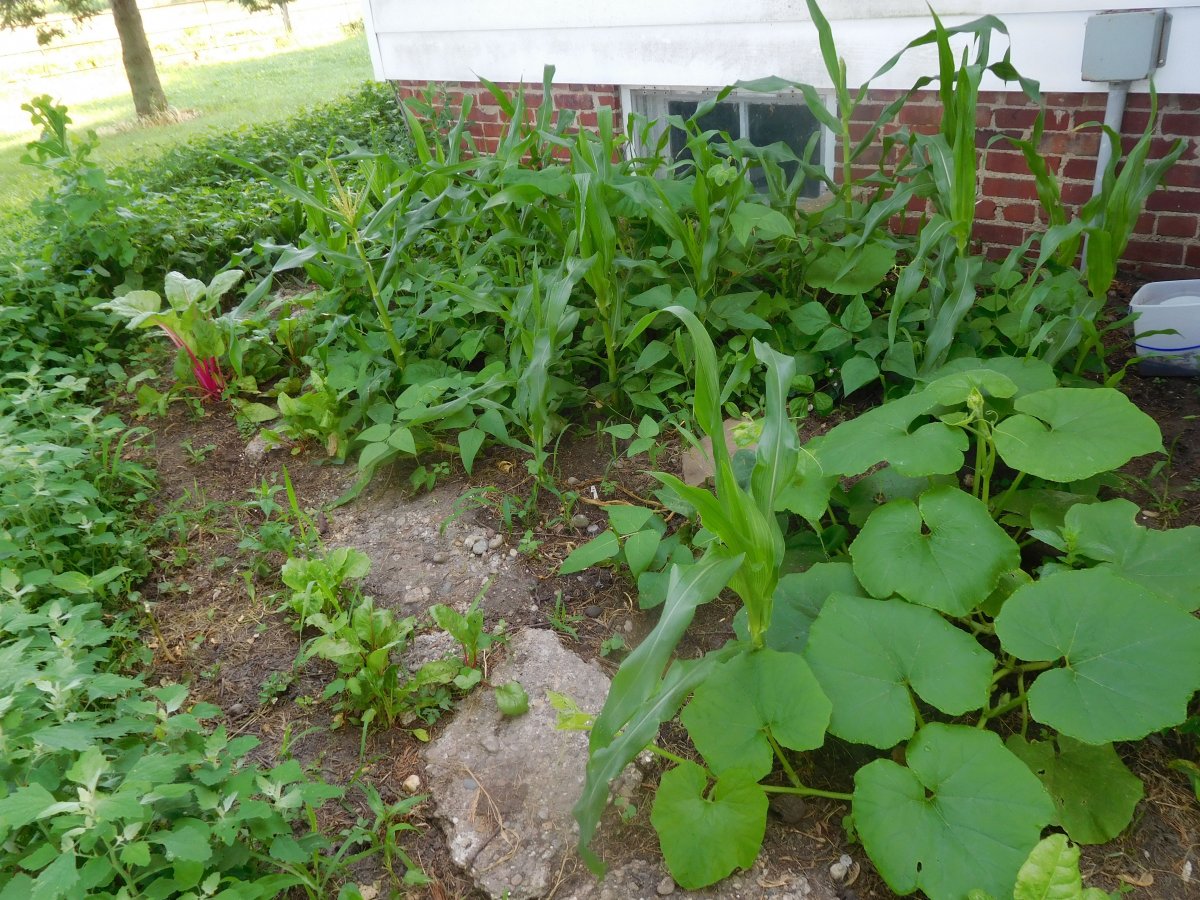 First corn, W side of house, 07-04-19.jpg