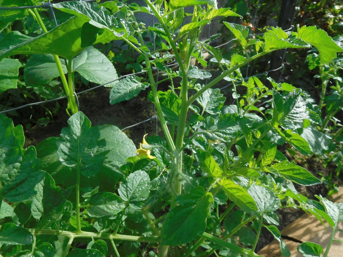 First tomato flowers, 07-04-19.jpg