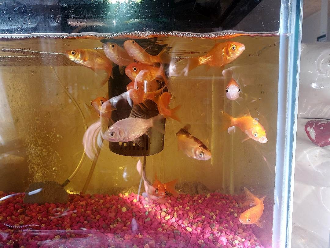 Fish, 01-27-23.jpg