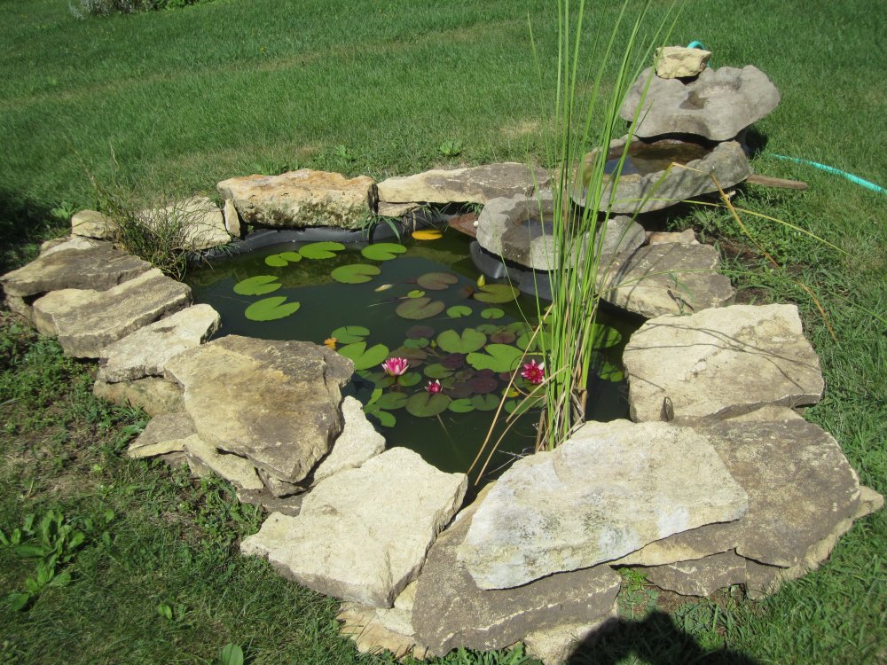 fish pond.JPG