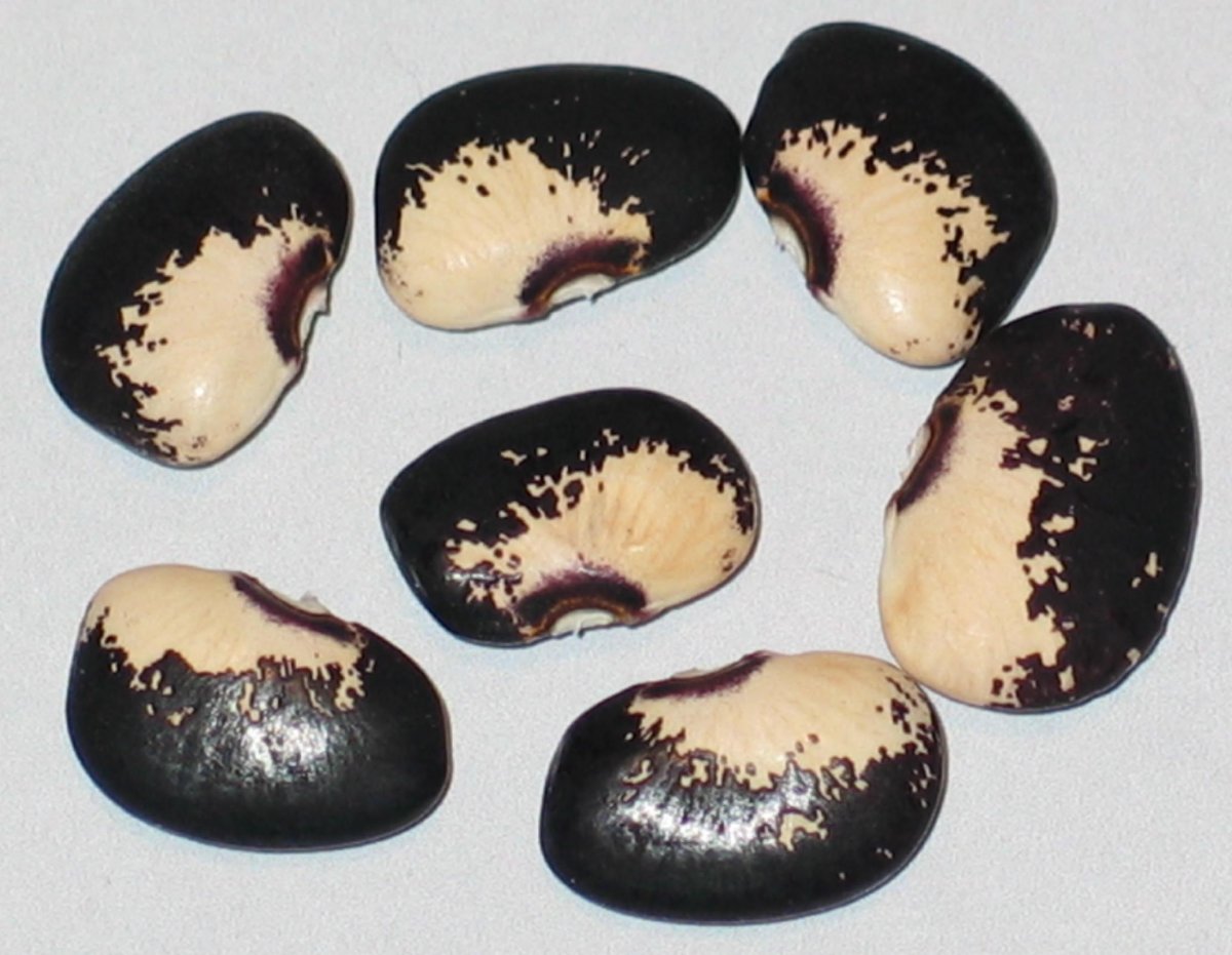 Florida Speckled.jpg