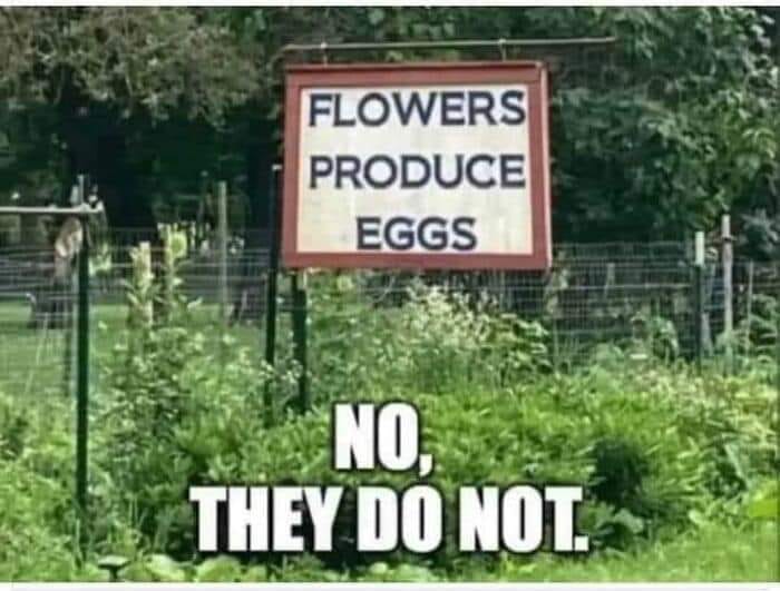 flower eggs.jpg