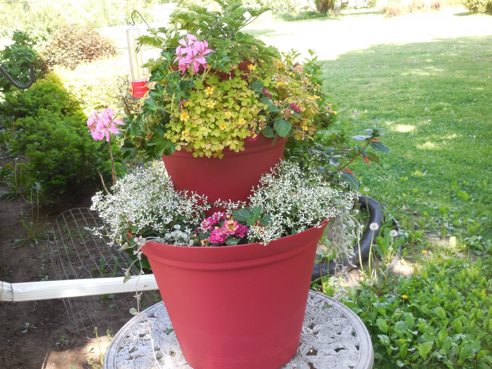 flower pot.JPG
