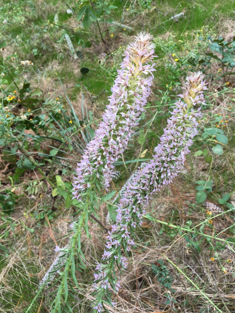 flower purple.JPG