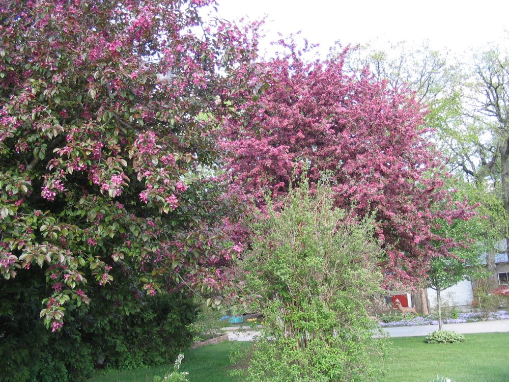 Flowering crabs - front.JPG