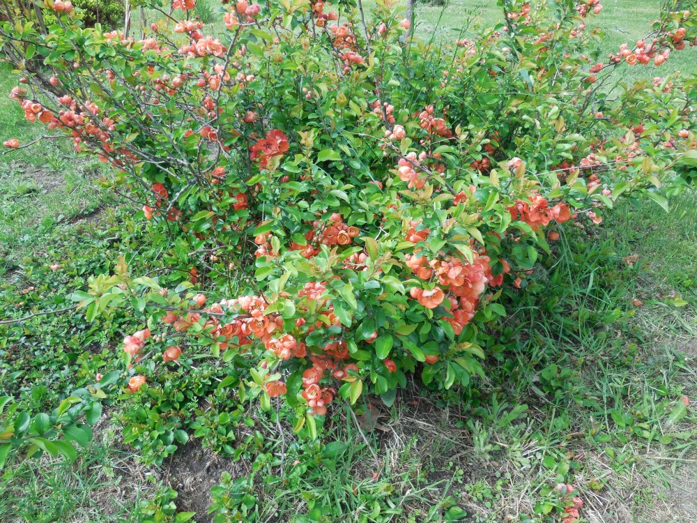 flowering quince salmon.JPG