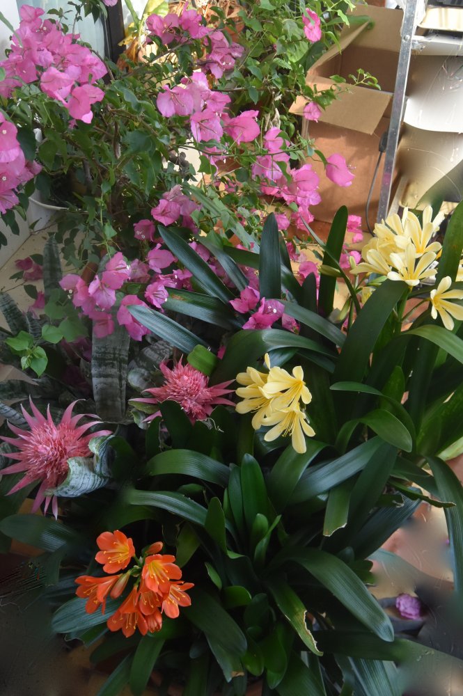 flowers 2019.jpg